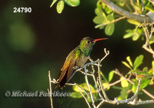 Buff-bellied Hummingbird (Amazilia yucatanensis)